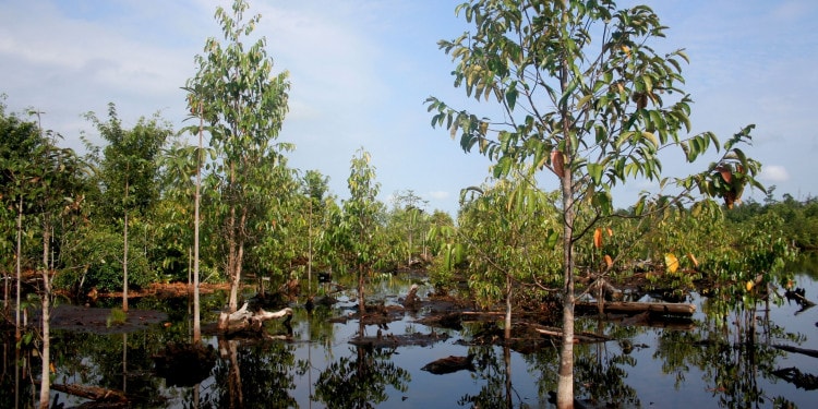 Peat Swamps: The Forgotten Fix for Climate Change