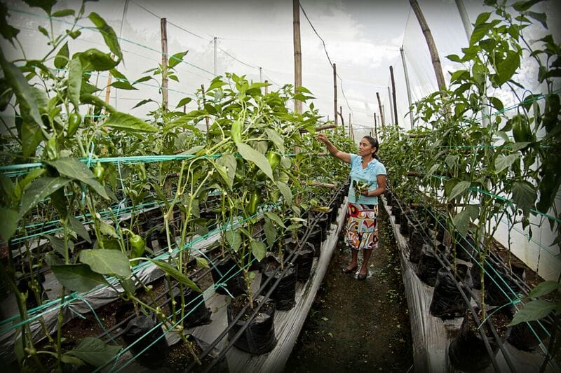 Engaging the Private Sector to Achieve the SDGs: Interview with Paloma Duran