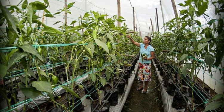 Engaging the Private Sector to Achieve the SDGs: Interview with Paloma Duran