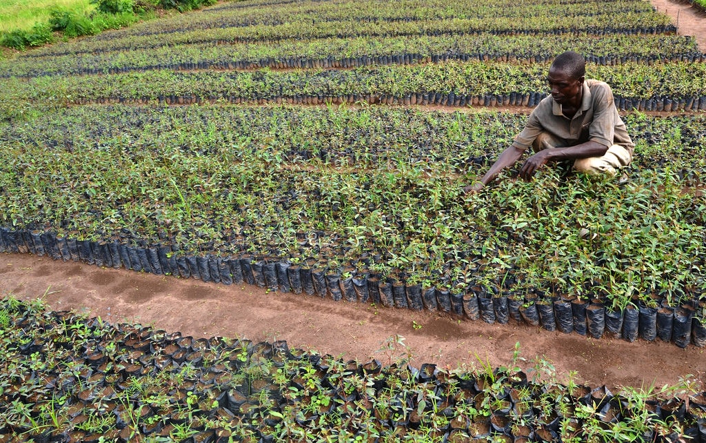 Tree nurseries by FAO IATA