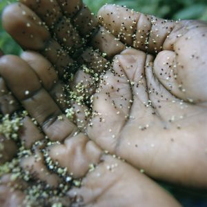 Mother-of-five Clotilde Nibigira (44) is thankful that her five-year-old son Clement is alive today thanks to the help she received from a Concern-supported Light Mother. Clotilde collects amaranth seeds from her plot of land where she also grows grow carrots, cabbage, onions, sweet potatoes and beans. Photo: Chris de Bode/Panos Pictures for Concern Worldwide