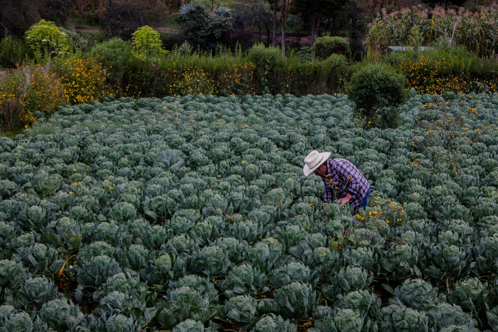 Making climate finance work for adaptation in agriculture