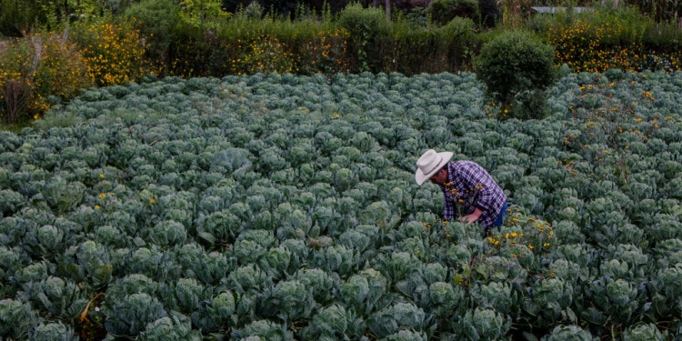 Making climate finance work for adaptation in agriculture