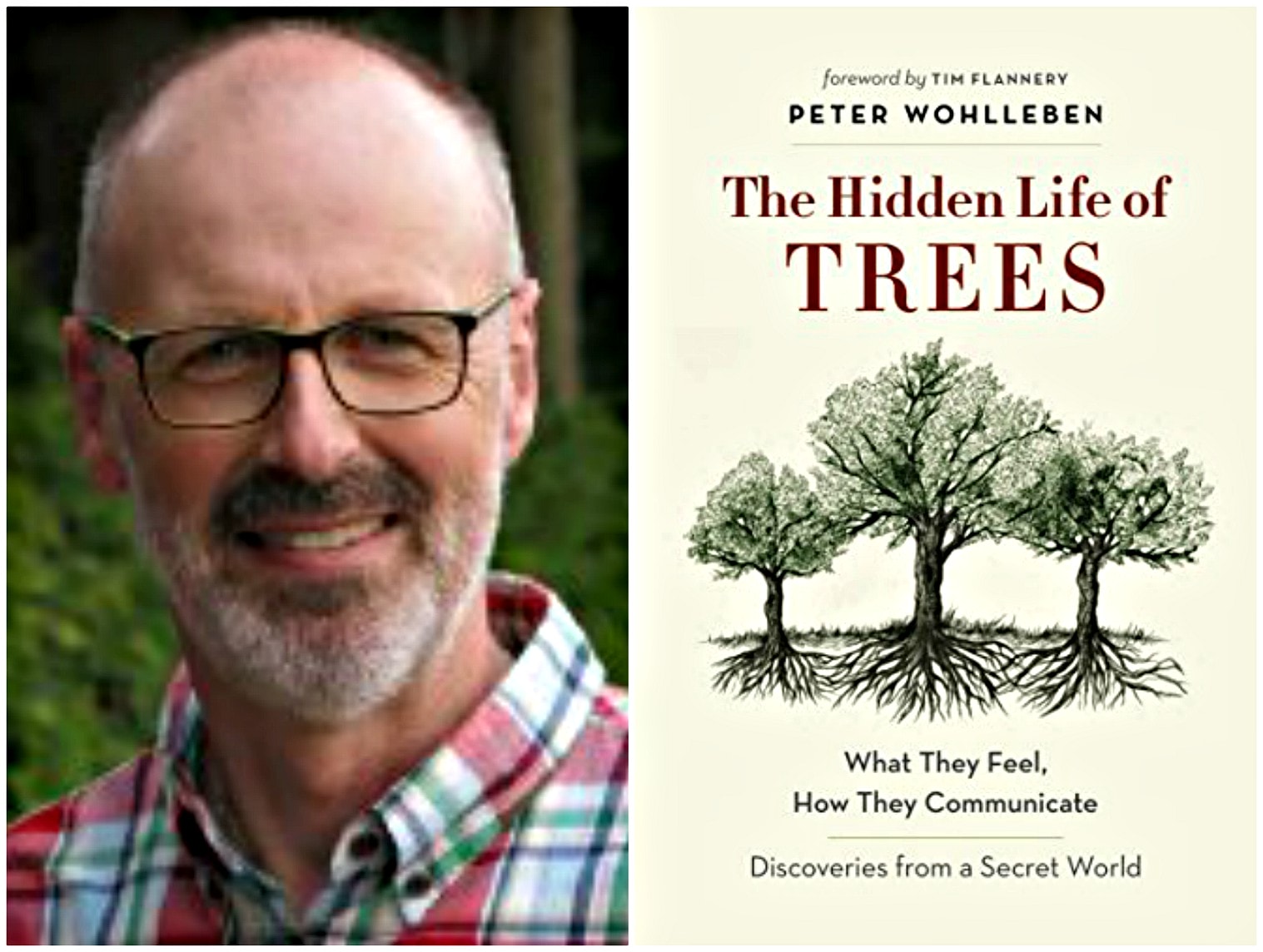 Collage Trees Wohlleben