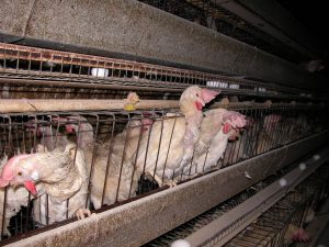 CompassionOverKilling-cages-crowded-perching