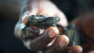 GHANA TURTLE CLIPREEL 122014.00_00_34_15.Still001