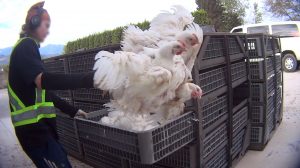 MercyForAnimalsCatching-Rough-Handling-24