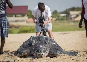 Ghana December 2014. Front view of a Leatherback turtle, near Dzita, Volta Region.