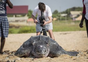 Ghana December 2014. Front view of a Leatherback turtle, near Dzita, Volta Region.