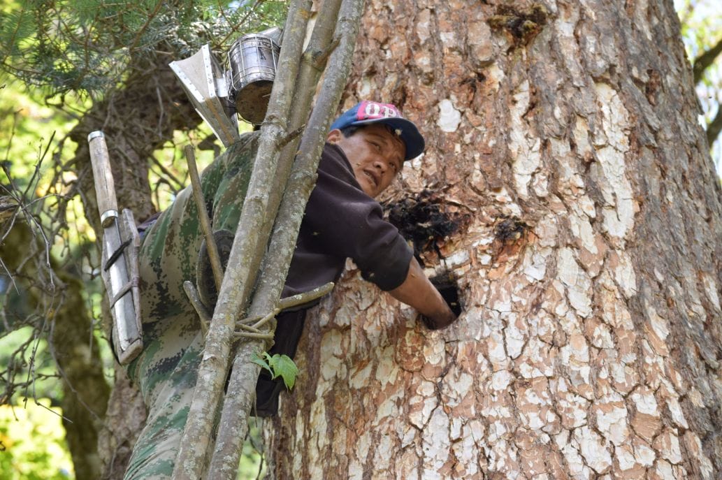 Beekeeping: Reconnecting to our Biosphere