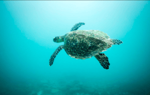 Screen Shot 2018-01-09 at 22.58.14