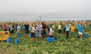 16 October 2013, Israel - Volunteers picking for the needy on Moshav Nahalal during Leket Israel’s WFD Event.
