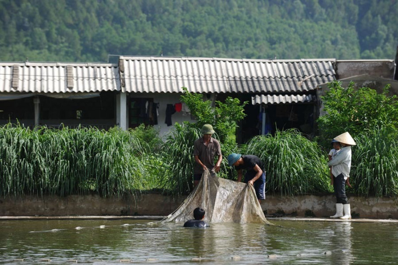 25 July 2013, Ha Trung, Viet Nam - Farmers using a net to catch fish from a pond at their farm. Since 1990, Viet Nam has reduced hunger by more than 80 percent. Some of that progress comes from a revival of traditional family farming. After years of food shortages, low agricultural productivity and simmering unrest, in the early 1980s Viet Nam began to experiment with limited economic policy reforms. These culminated in 1986 with the official introduction of ëDoi Moi,í or ëRenovationí: wide-scale reforms that would drastically alter the economic landscape, by introducing elements of a market economy.,25 July 2013, Ha Trung, Viet Nam - Farmers using a net to catch fish from a pond at their farm. Since 1990, Viet Nam has reduced hunger by more than 80 percent. Some of that progress comes from a revival of traditional family farming. After years of food shortages, low agricultural productivity and simmering unrest, in the early 1980s Viet Nam began to experiment with limited economic policy reforms. These culminated in 1986 with the official introduction of ëDoi Moi,í or ëRenovationí: wide-scale reforms that would drastically alter the economic landscape, by introducing elements of a market economy.