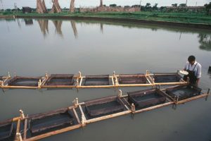 A worker at the Kwangchow Centre checks the growth of carp fingerlings prior to transferring them to maturing ponds. - - Fish Farming Techniques. The domestic raising of fish in village ponds has been practiced in China for more than 2,000 years. Carp, a fish rich in protein, has always been highly prized. Recent advances in fish culture techniques have been introduced to improve productivity. Although carp normally spawn in fast-flowing rivers, a method of artificial propagation has been developed to induce carp to spawn in ponds by injecting both male and female with an extract of carp pituitary gland (hormones). This and other techniques are demonstrated at the Government's Freshwater Fisheries Research and Training Centre at Kwangchow near Canton. Under FAO's Technical Cooperation Programme, the Government of Bangladesh has sent 50 Bangladeshi technicians to Kwangchow to learn new techniques in order to improve fish farming in their own country.