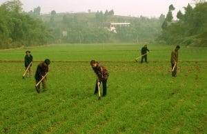 Farm family working in a field of rice that has been cultivated using new technologies. - - Special Programme for Food Security. The Special Programme for Food Security (SPFS) is being implemented in ten counties of China. Fifty farmer households were selected from one village in each project county to participate in the Farming System Diversification Component in 1999. Project activities include raising small livestock, fattening pigs, and rice and vegetable integrated development. Through diversification activities, demonstration households, who have taken initiatives in project activities, have greatly increased their income and improved their living standards.