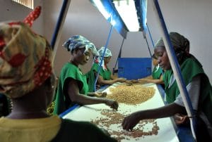 Mozambique, September 2008 P4P pilot programme. Cleaning and storing cowpeas in the IKURU warehouse in Nampula city in the northern province of Nampula - before handover to WFP for distribution to beneficiaries across Mozambique. WFP launched the pilot P4P (Purchase for Progress) project in Mozambique in 2008. WFP contracted to buy 250 tons of cowpeas from IKURU, a cooperative that works with farmers' associations in Nampula. IKURU cleans, stores and markets produce from the farmers'associations, which are its members as well as suppliers. WFP plans to increase the amount it purchases under P4P from 250 tons in 2008 to around 1000 in 2009 - rising to 6000 a year by 2011. Overall - WFP aims to buy 22,000 tons directly from farmer's organisations and associations over the next 5 years. P4P aims to boost incomes of smallholder farmers and improve their access to markets. The majority of Mozambicans are semi-subsistence farmers, who live below the poverty line. They face a host of obstacles from insufficient inputs to poor storage to lack of access to markets and market information. P4P is a component of a joint programme between WFP, FAO and IFAD to build the capacity of smallholder farmers in Mozambique. The programme will be conducted in cooperation with the government and is in line with the national poverty reduction strategy. Photo: WFP/Peter Transburg