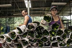 25 June 2015, Cordonsillo of Volcan of Buenos Aires of Puntarenas (172 Km southeast of the capital), Costa Rica - Farmers working in a pineapple plantation, applying good agricultural practices throughout the production process and packaging of pineapple and supervision the State Phytosanitary Service through the professional supervision and inspection program pineapple.
