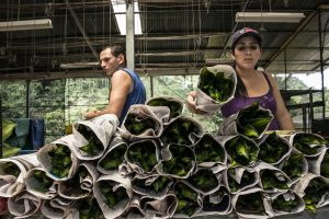 25 June 2015, Cordonsillo of Volcan of Buenos Aires of Puntarenas (172 Km southeast of the capital), Costa Rica - Farmers working in a pineapple plantation, applying good agricultural practices throughout the production process and packaging of pineapple and supervision the State Phytosanitary Service through the professional supervision and inspection program pineapple.
