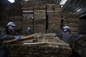 18 May 2012, Back Kan, Viet Nam - Wood manufacturing. The Sahabak lumber yard, with more than one hundred workers, is a large-scale timber company producing high quality wood for the manufacture of a variety of products. The scrap wood is reduced to sawdust for chipboard so nothing is wasted. National Forest Assessment (NFA) Project: GCP/CLO/194/MUL FIN-VN - The objective of the assignment is to provide support to the implementation of the FAO Finland Forestry Programme/National Forest Assessment (NFA) project in Viet Nam, in order to obtain improvements in the quality and scope of socio-economic (SE) data and information to be collected within the next National Forest Inventory, Monitoring and Assessment Programme (NFIMAP), and serving better the national forest related socio-economic information needs for national and international decision making and reporting.