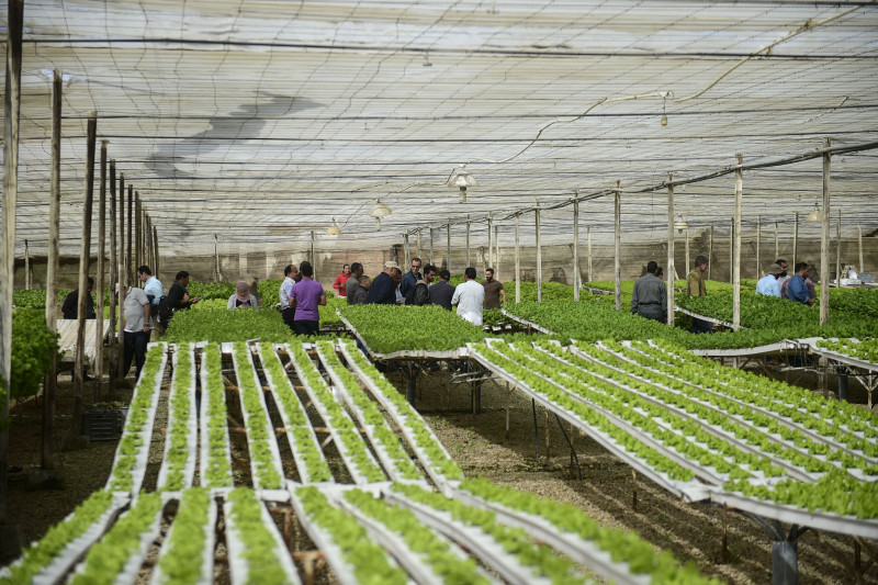 14 November 2017, Cairo, Egypt - Fresh produce is seen growing inside greenhouses at Egyptian Hydrofarms co., the first hydrofarm company in Egypt, during the visit of an FAO team and farmers from Egypt, Algeria and Oman, part of the program of Farmer-to-farmer study trips. The main objective of these farmer-to-farmer study trips is to promote and develop national potential on effective sustainable non-conventional water use practices for integrated agriculture-aquaculture production systems through the exchange of knowledge, experiences and expertise among farmers from the three studied countries (Algeria, Egypt and Oman).,14 November 2017, Cairo, Egypt - Fresh produce is seen growing inside greenhouses at Egyptian Hydrofarms co., the first hydrofarm company in Egypt, during the visit of an FAO team and farmers from Egypt, Algeria and Oman, part of the program of Farmer-to-farmer study trips. The main objective of these farmer-to-farmer study trips is to promote and develop national potential on effective sustainable non-conventional water use practices for integrated agriculture-aquaculture production systems through the exchange of knowledge, experiences and expertise among farmers from the three studied countries (Algeria, Egypt and Oman).