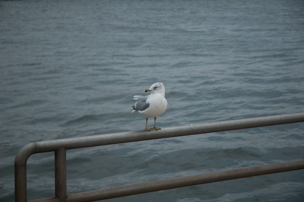 Photo Credit-Daniel Rossi11