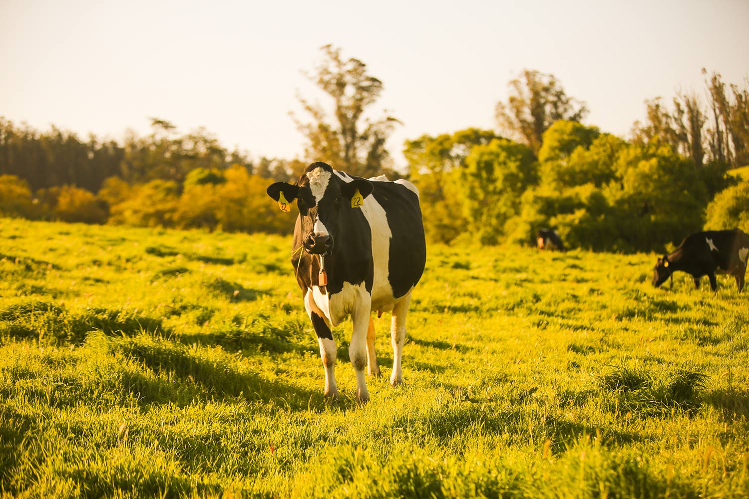 Clover Sonoma: Dairy Delights