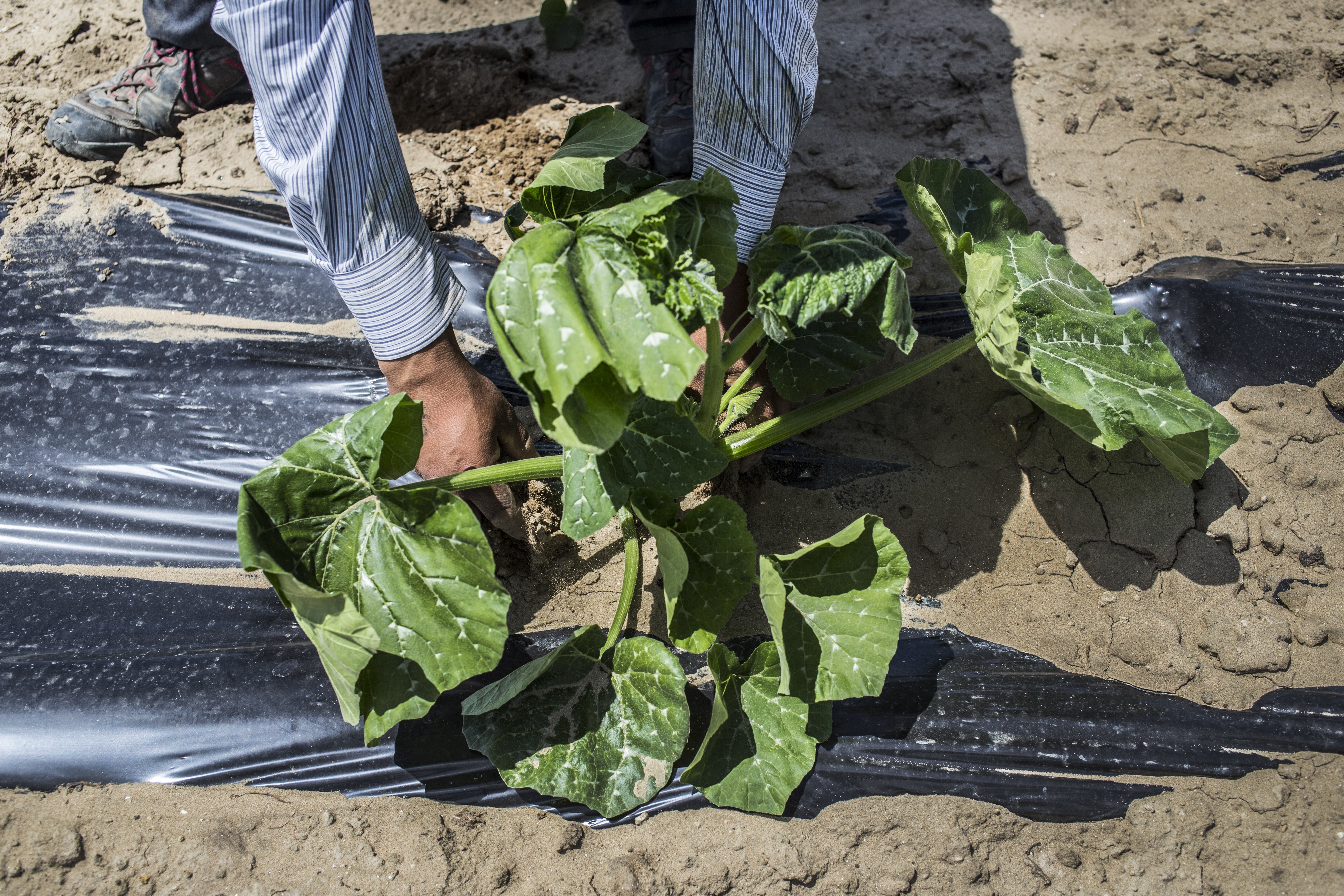Soil Health, Fertiliser Use and Agricultural Sustainability