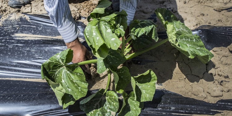 Soil Health, Fertiliser Use and Agricultural Sustainability