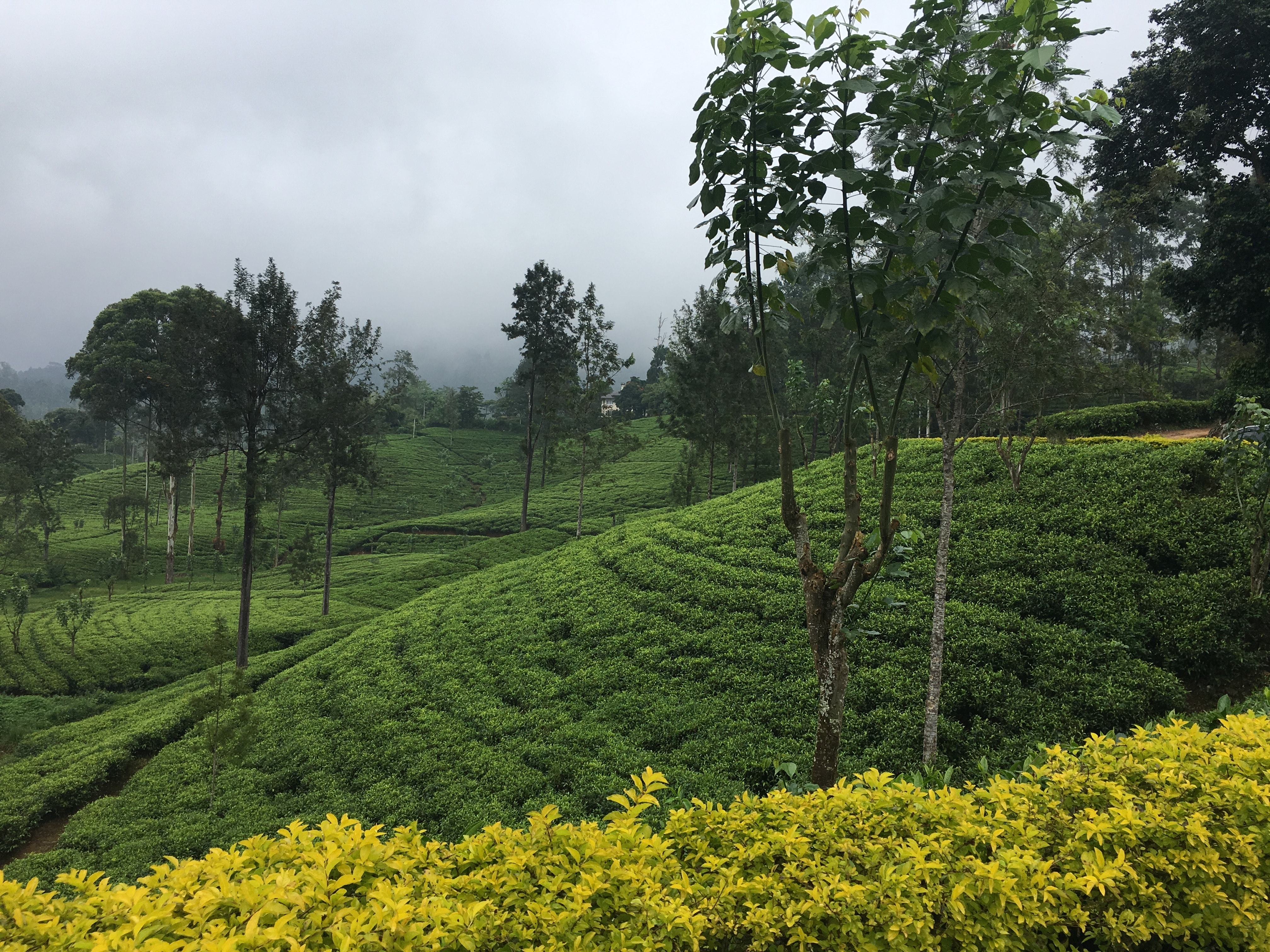 Spreading the seeds of sustainable bioenergy