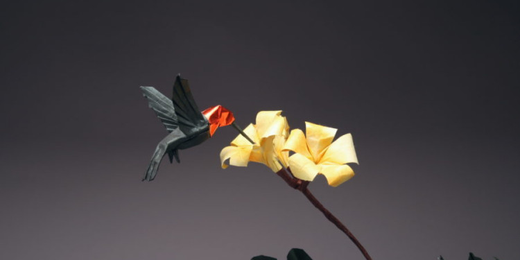 In the Photo: Anna's Hummingbird & Trumpet Blossoms

Photo Credit: Robert J. Lang