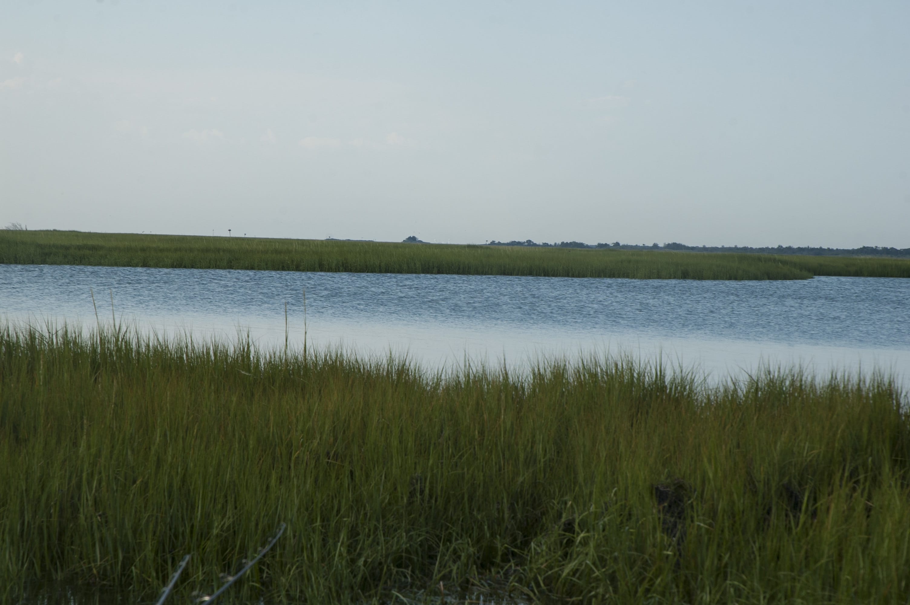 Resurgence of Oyster farming in Greater New York City area