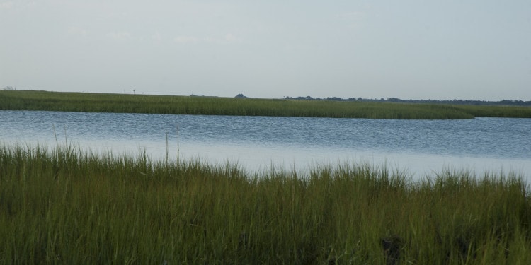 Resurgence of Oyster farming in Greater New York City area