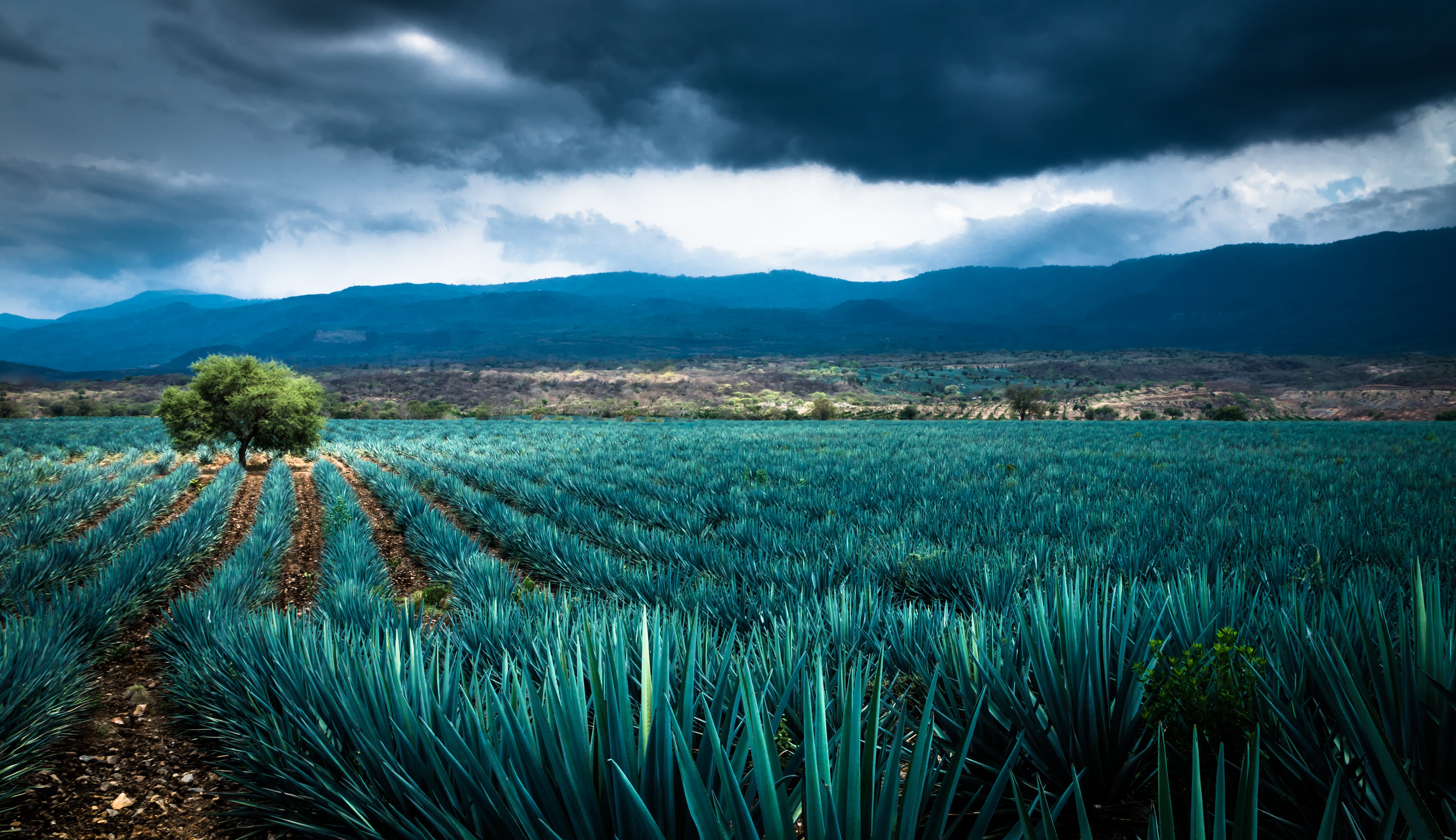 Sombra Mezcal Blazes a Sustainable Path for Agave Spirits