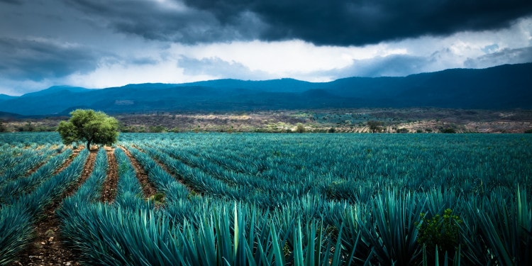 Sombra Mezcal Blazes a Sustainable Path for Agave Spirits