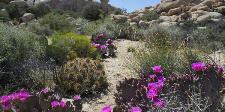 Climate Change and the Conundrum of Human Survival