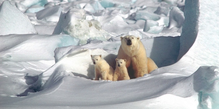 The True Environmentalist: Caring about Both the People AND the Polar Bears