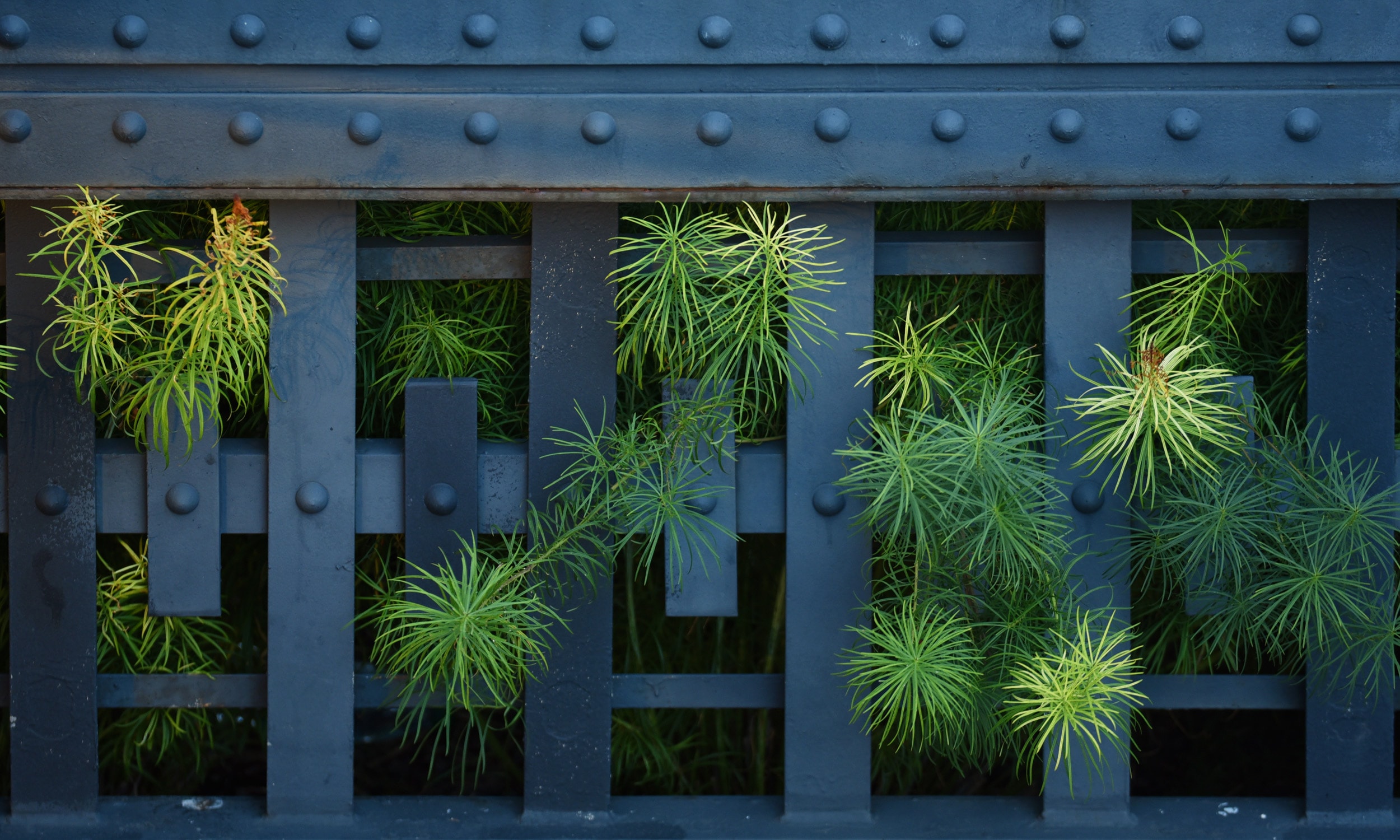 BIOPHILIA IN THE CITY