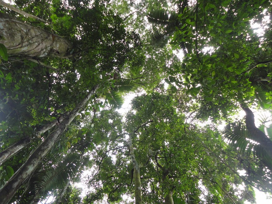 Forests: Our Hope for Reducing Climate Change