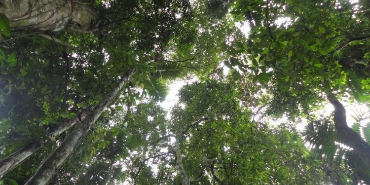 Forests: Our Hope for Reducing Climate Change