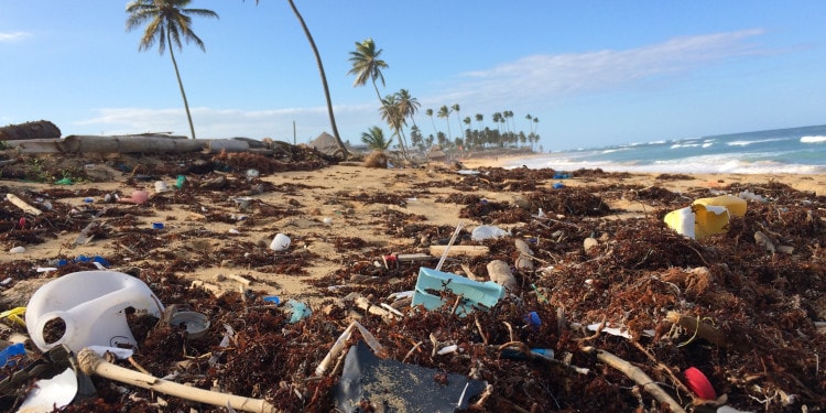 A Phoenix from the Trashes