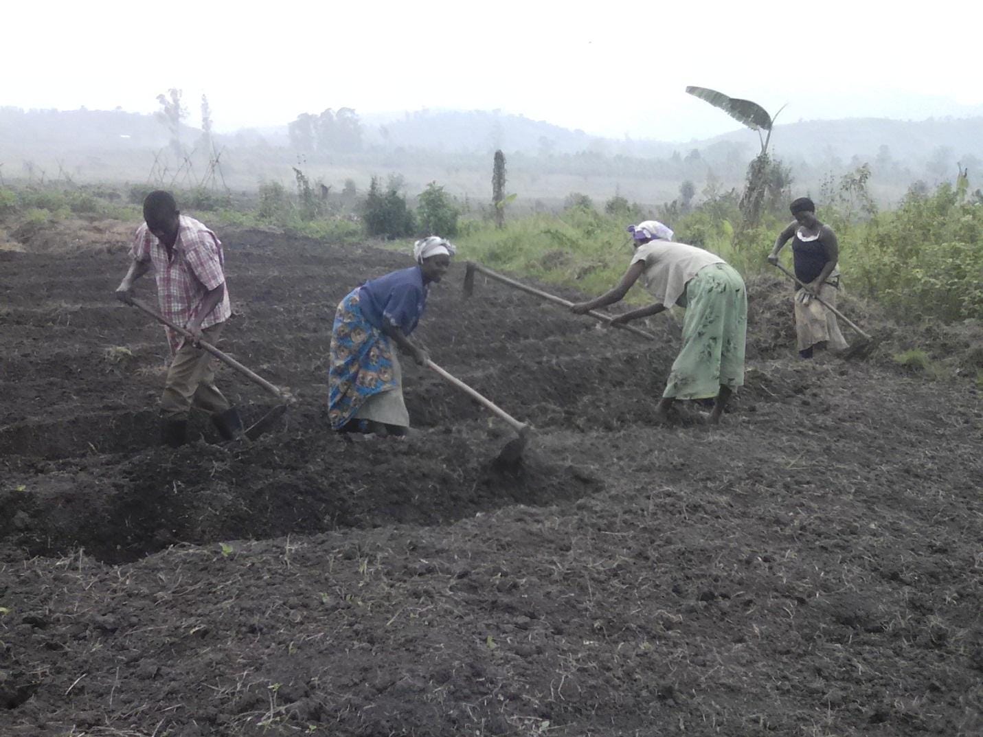 Eradicating hunger and climate change in Uganda: The role of crop trees