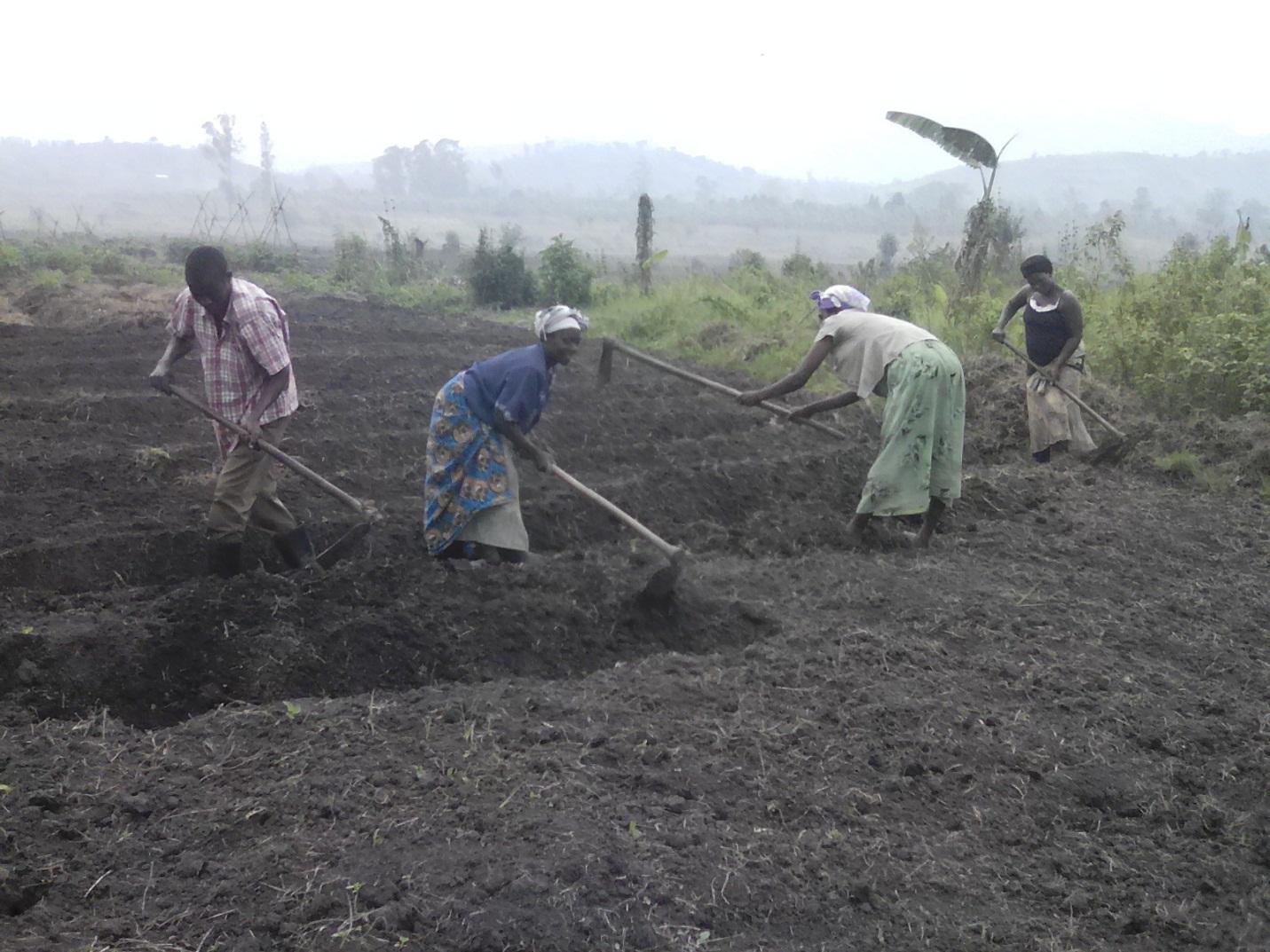 Eradicating hunger and climate change in Uganda: The role of crop trees