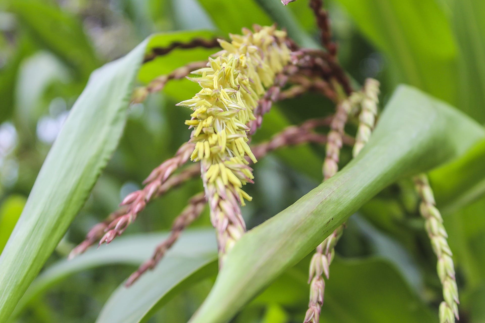 Promoting sustainable farming systems among small-holder farmers through effective use of ICTs.