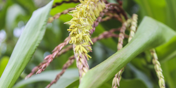 Promoting sustainable farming systems among small-holder farmers through effective use of ICTs.