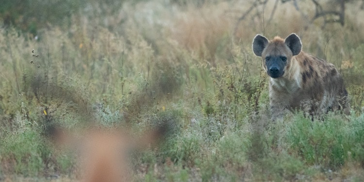 How Will We Finance the New Deal for Nature?