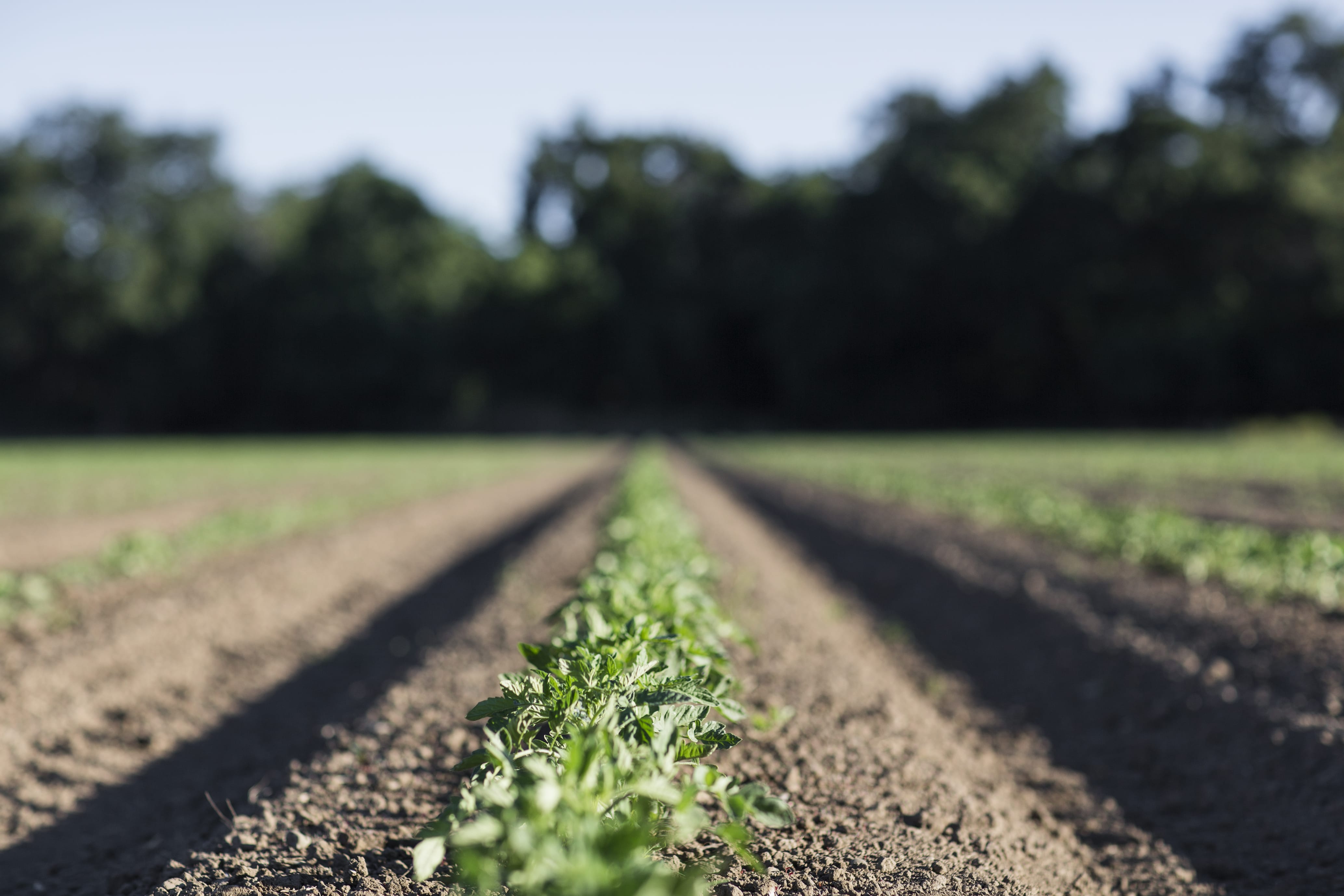 The Plant Café Organic: A Diet For A Healthier Future