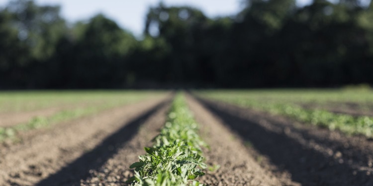 The Plant Café Organic: A Diet For A Healthier Future