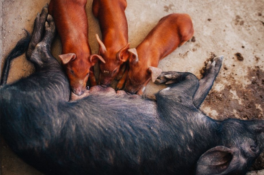 How Haiti Is Dealing With Poverty and Hunger Through Agriculture Innovation