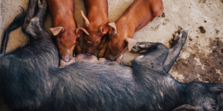 How Haiti Is Dealing With Poverty and Hunger Through Agriculture Innovation