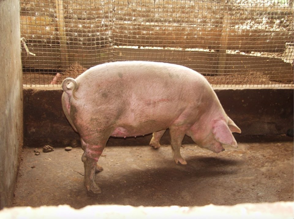 Quality Food in Africa: The Challenges Facing Pig Production in Cameroon